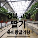 다산딸기수출 이미지