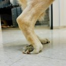 타임즈 동물의료센터 이미지