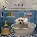 명지애견 | 부산명지 애견동반 찜질방 휴일도 내돈내산 후기+가격,내부시설,예약 꿀팁 총정리