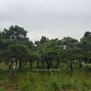 소나무송 이미지
