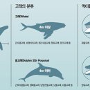아가미