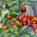 토마토모텔 이미지