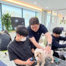스카이애견 이미지