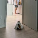 고양이 납치범 된 썰 푸는 겸 캣타워 산 후기(그린웨일 B7 5단 내돈내산)