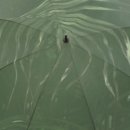 포그보우