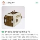 서쪽에서(귤이네) | 제주 애견동반 숙소 ‘서쪽에서 귤이네’