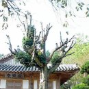 선암사 이미지