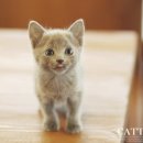 블루켄넬 이미지