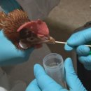 육계농장 이미지