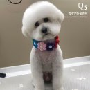 박창언 동물병원 이미지
