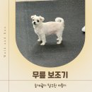 아롱이 | 13살 말티즈 아롱이의 워크앤런 후기 | 워크앤런 | 강아지 보조기