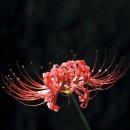 석산 이미지