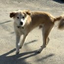 카페훈트 | 화성 봉담 유기견 입양 카페 훈트 방문후기