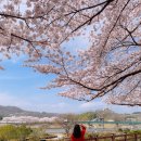 동해경찰서 | 실시간 속초 양양 강릉 동해 삼척 벚꽃 유채꽃 개화 상황