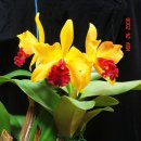 카틀레야