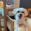 멍스 크로스 이미지