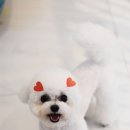 포비 펫 살롱 이미지