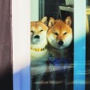 플레이하운드 이미지