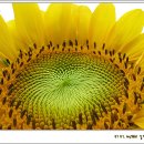 해바라기 하나 이미지