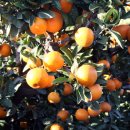 대진농장 이미지