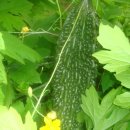 여주-0029 이미지