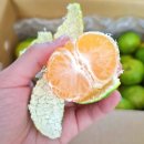 힘찬농장 | 제주기념품 추천 힘찬열매 제주 노지 감귤 쿠팡 구매후기