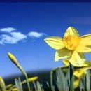 Seven Daffodils(일곱송이 수선화)- Brothers Four 이미지