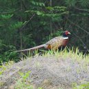 꿩먹고알먹고 이미지