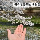 시즌글라스광주운림점 | 광주 벚꽃 명소 홍림교｜아이랑 35번 버스 벚꽃길 후기