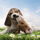 위드동물병원 이미지