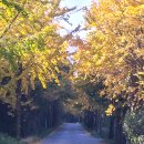 안천~용담 단풍나무길 | 경주 용담정 단풍