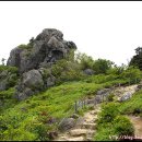 지리산 풀잎