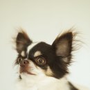 티나리안 이미지