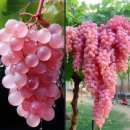 일본산 핑크색의 포도 (日本産のピンク色の甲州ブドウ🍇😋) 이미지