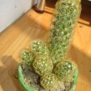황금사 이미지