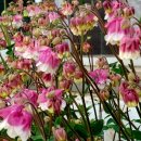 꽃 뜨락 이미지