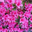 황매산 벚꽃길 | 벚꽃 가면? 철쭉 온다! 전국 최대 규모 황매산 철쭉제🌸