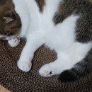 오월의 그루밍 이미지