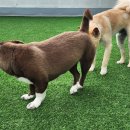 큰댕댕 개치원 이미지