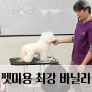 영암 강진 바닐라애견미용학원 자격증 취득과 창업의 기준을 세우는 곳