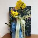 대왕농원 | 상견례 선물 호접란 | 양재꽃시장 황해농원 노란 호접란으로 골라봤어요! (가성비 추천)