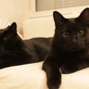 최영준동물병원 이미지