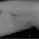 잘하는 동물메디컬센터 이미지