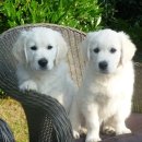 마음든 동물병원 이미지