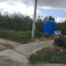 김천시대덕면연화보건진료소 | 김천대덕면 연화리 이차선도로 인근 수확나고 시설갖춰진 자두밭 매매