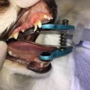 진천동물병원 이미지