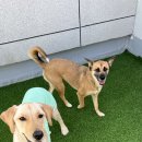 큰댕댕 개치원 이미지