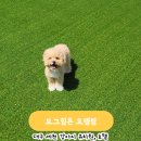 방석세천 | 대구 세천 도그힐튼 강아지 유치원, 호텔링 내돈내산
