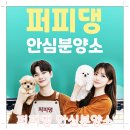 계룡애견 | 계룡애견분양 말티즈 직접 확인하고 선택한 기준