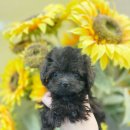 퍼피힐 강아지분양 이미지